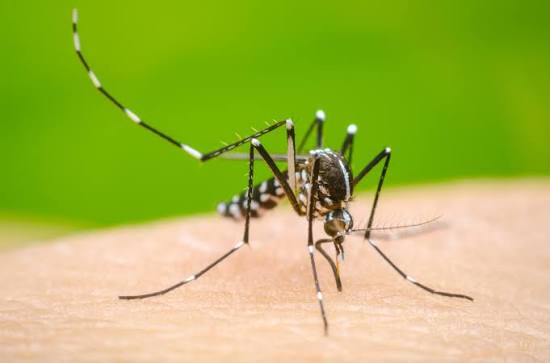 GBA Urges Public to Prevent Water Stagnation Amid Dengue Concerns